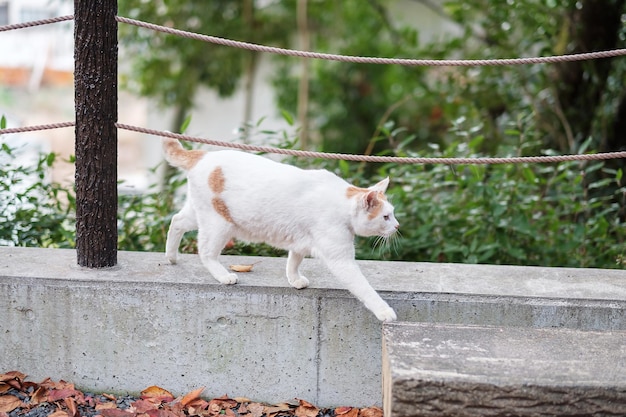 White cat in the garden pet and International cat day concept