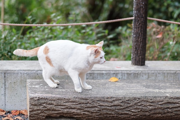 White cat in the garden pet and International cat day concept