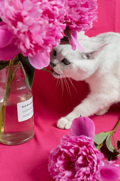 White cat gnaws pink peonies on a pink background British silver chinchilla breed