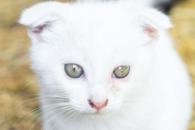 White cat in the grass