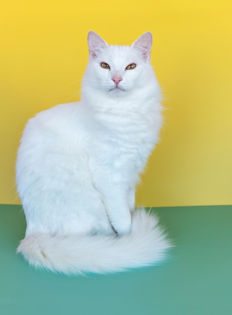 White cat on green and yellow background