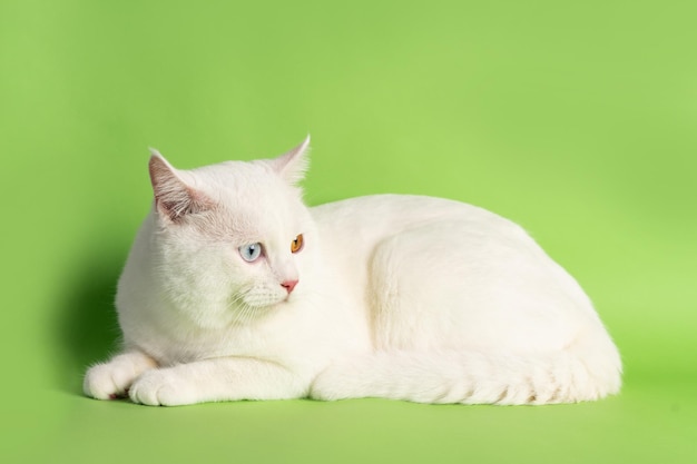 white cat image with two eye colors isolated on blue background