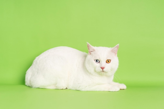 white cat image with two eye colors isolated on blue background