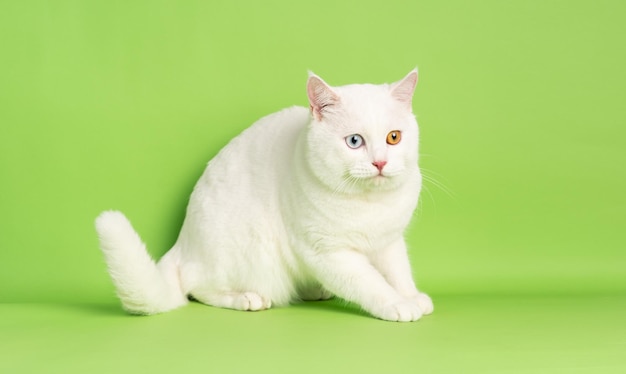 white cat image with two eye colors isolated on blue background