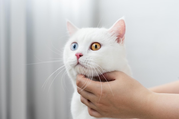 White cat image with two eye colors isolated on blue background