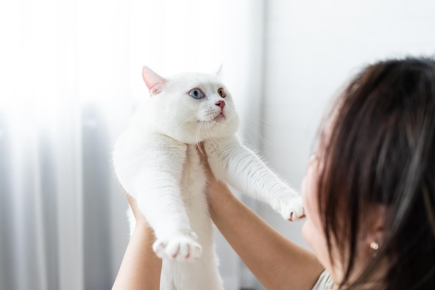 White cat image with two eye colors isolated on blue background