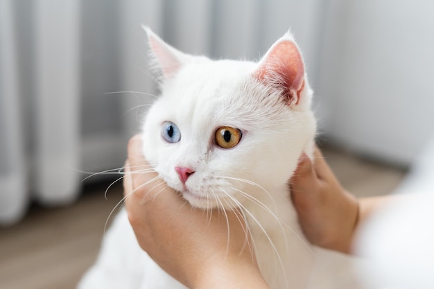 White cat image with two eye colors isolated on blue background