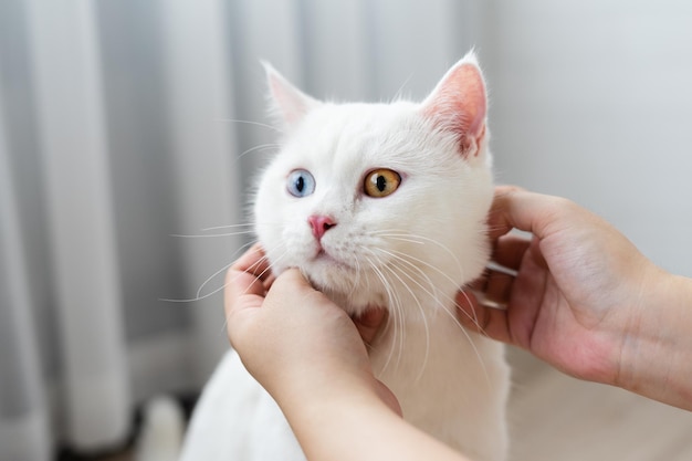 White cat image with two eye colors isolated on blue background