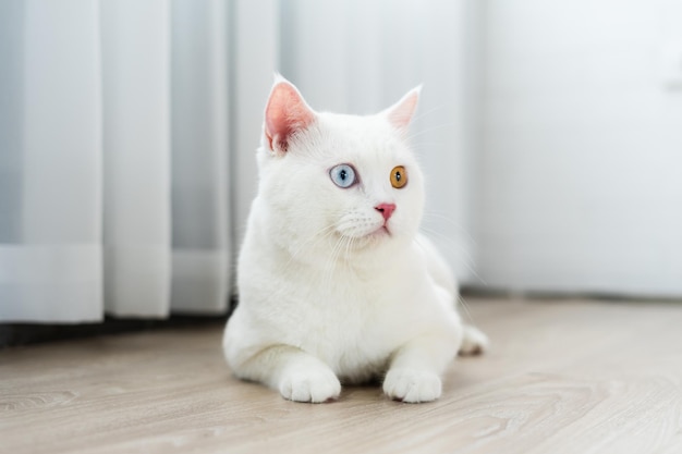 White cat image with two eye colors isolated on blue background