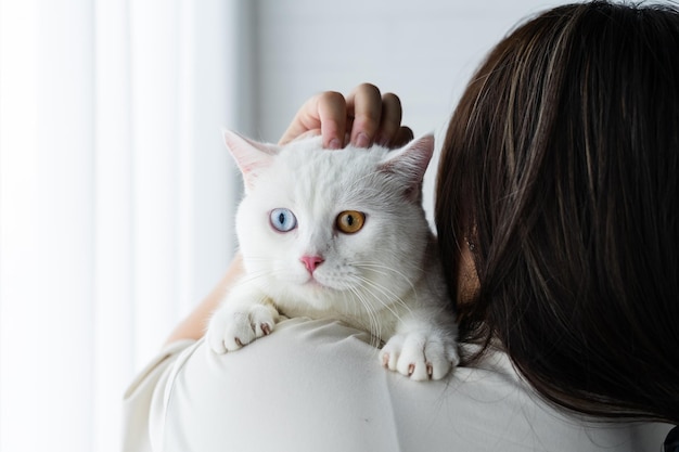 White cat image with two eye colors isolated on blue background