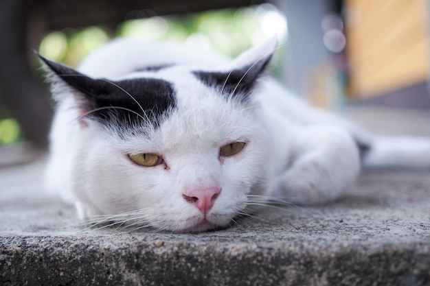 The white cat is tired