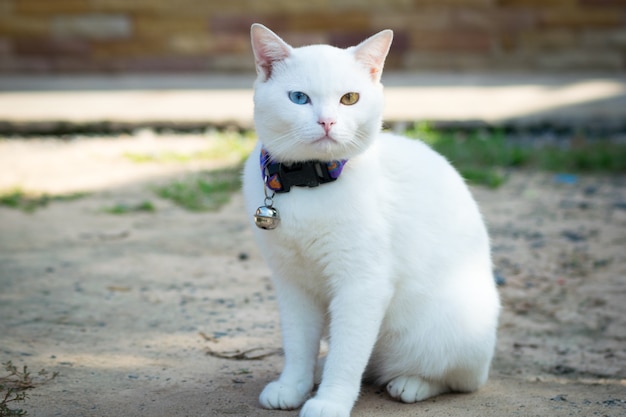 white cat kaowmanee standing