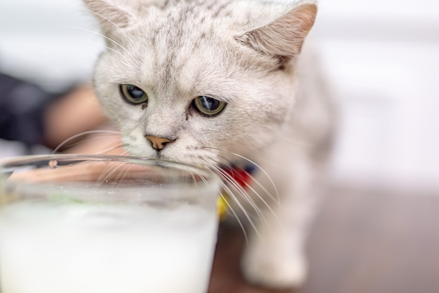 A white cat looked at the drink