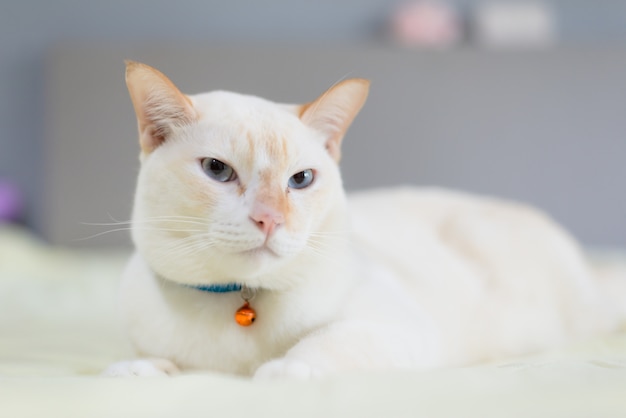 White cat lying on bed