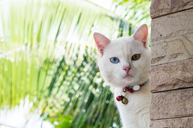 white cat outside