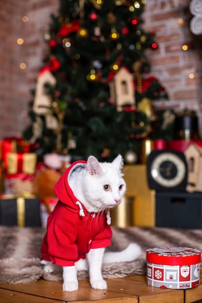 White cat santa claus costume christmas