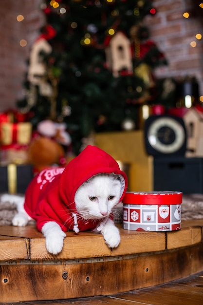 White cat santa claus costume christmas