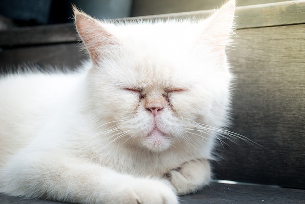 White cat sleeping