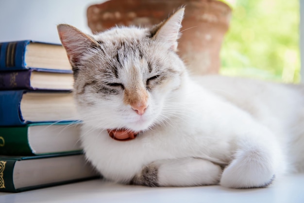 A white cat sleeps on the windowsill