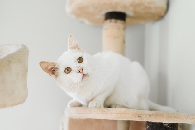 A white cat who was rescued on the street with a sore eye sits in his house scratching post