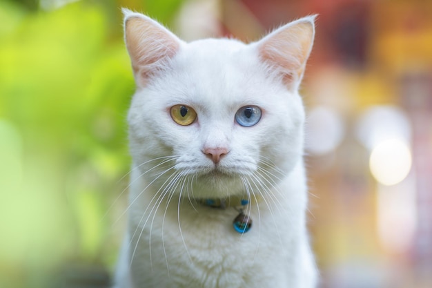 A white cat with a blue eye and a blue eye.