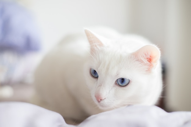 White cat with blue eyes with an intense look