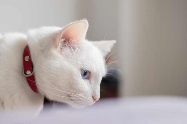 white cat with blue eyes