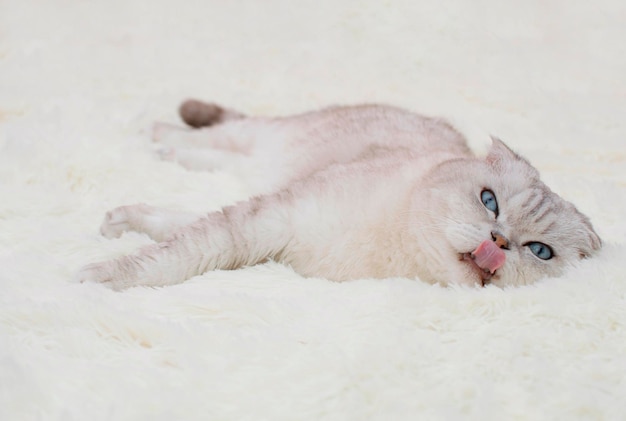 A white cat with bright blue eyes lies on a white soft blanket, a blanket.