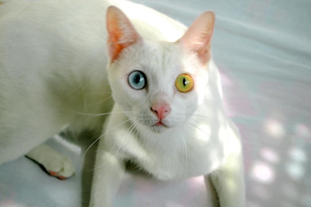 white cat with colorful eyes