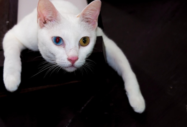 White cat with different color eyes with blue and yellow eye Adorable domestic pets