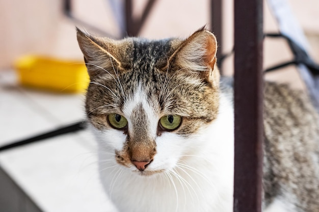 White cat with gray ears and green eyes