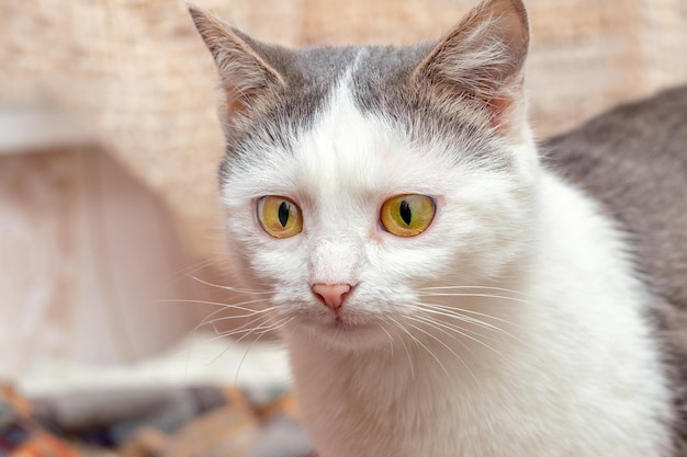 White cat with gray spots in the room close up