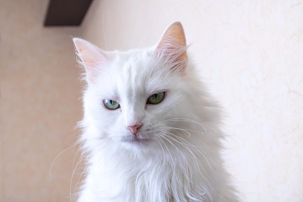 White cat with green eyes closeup portrait