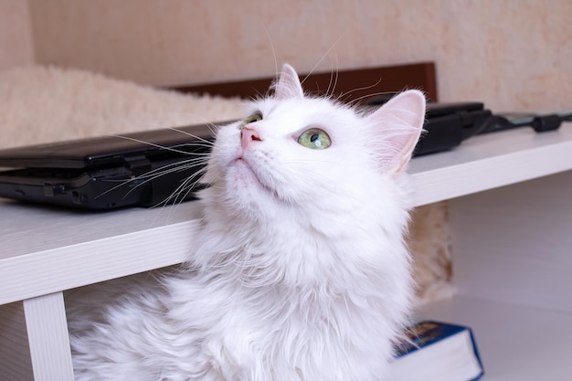 White cat with green eyes closeup portrait