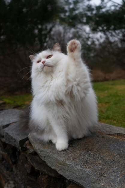 Photo a white cat with a white face and a green background