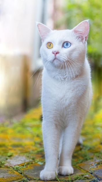 A white cat with a yellow eye