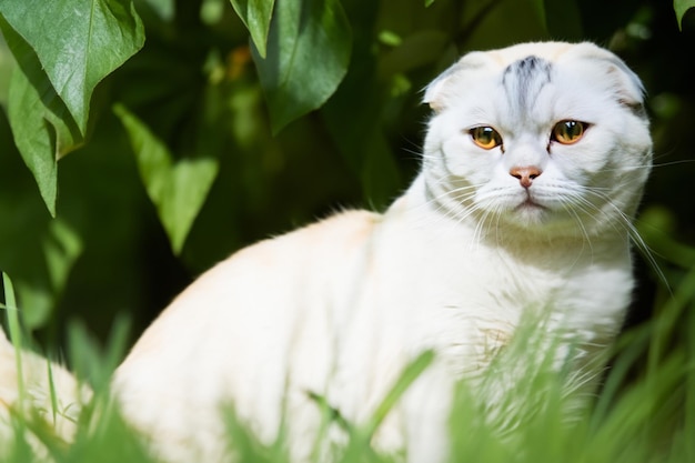 A white cat with yellow eyes sits in the grass.