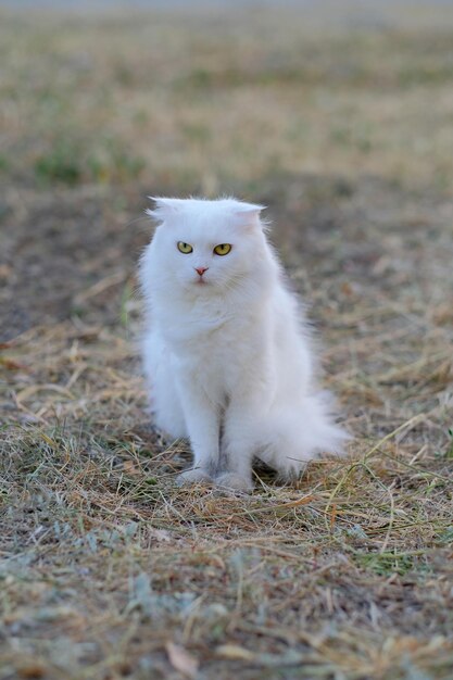 Photo a white cat with yellow eyes sitting in the grass