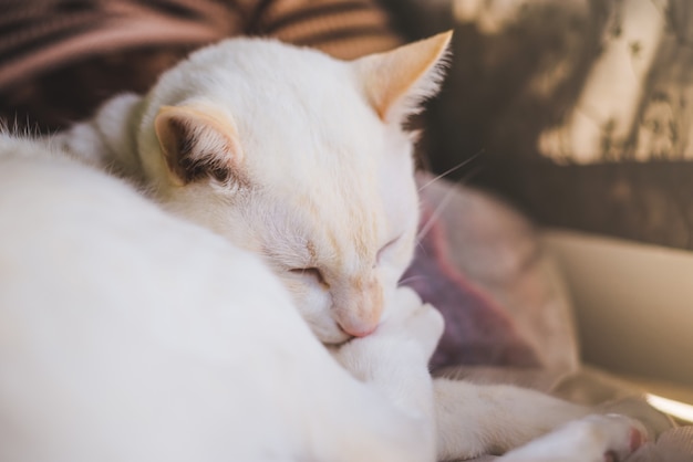 White cats on the couch Near the window with morning light,cat looking out the window 