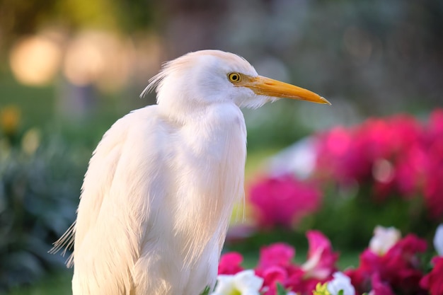 White cattle egret wild bird, also known as Bubulcus ibis walking on green lawn in summer