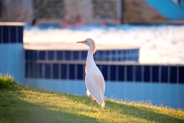 White cattle egret wild bird also known as Bubulcus ibis walking on green lawn in summer