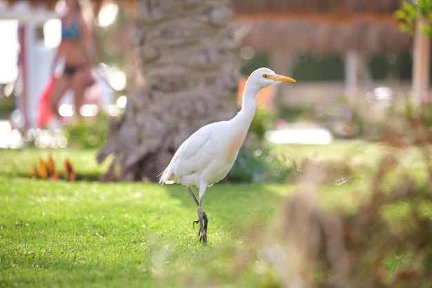 White cattle egret wild bird also known as Bubulcus ibis walking on green lawn in summer