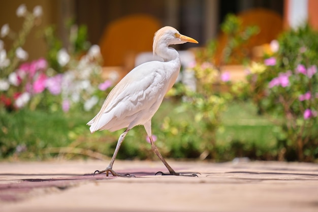 White cattle egret wild bird also known as Bubulcus ibis walking on green lawn in summer