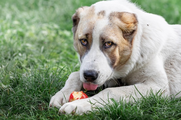 White Central Asian Shepherd dog laying on the green grass