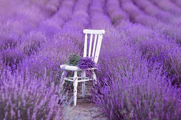 white chair with bouquet of lavender at beautiful lavender flowers bloom. Travel, nature, summer, ag