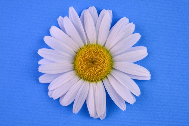 White chamomile on a blue backgroundCloseup