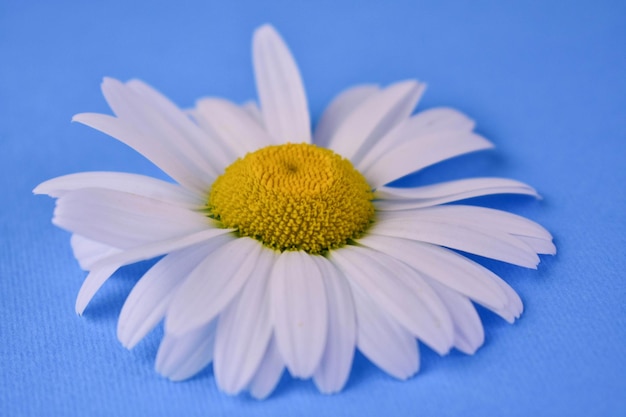 White chamomile on a blue backgroundCloseup