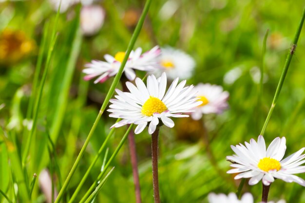 White chamomile in a convex yellow core that will be used in the production of medicines