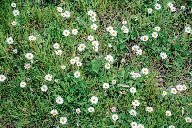 White chamomile or daisy flowers on green grass summer background