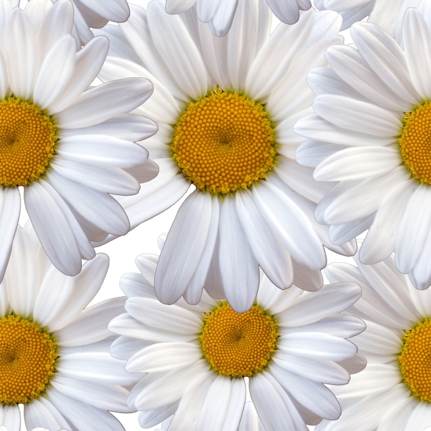 White chamomile daisy seamless pattern natural background